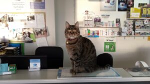 Contact Heritage vet