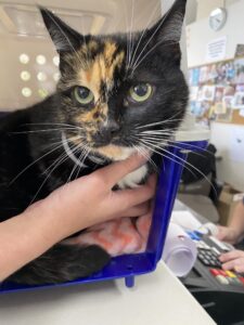 Heritage Vet Exceptional care