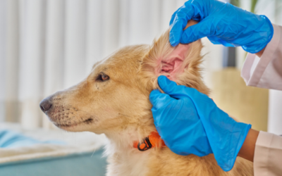 Managing recurrent ear infections in dogs