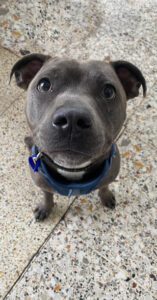 Heritage-vet----Puppy