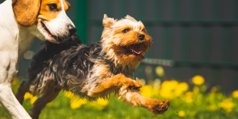 Is your pet a “weekend warrior”?