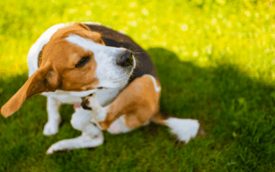 Spring pet allergy alert!