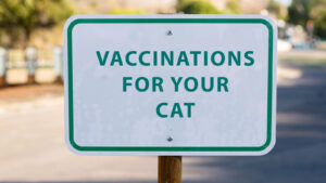 VACCINATIONS-FOR-YOUR-CAT